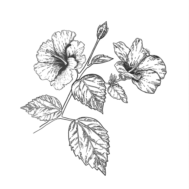 Download Sketch and hand drawing hibiscus flower. line art vector ...