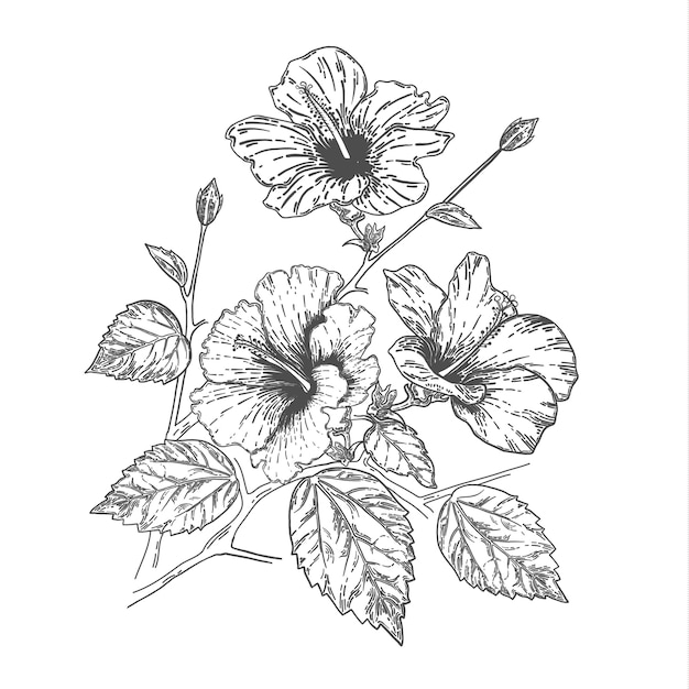 Premium Vector Sketch and hand drawing hibiscus flower