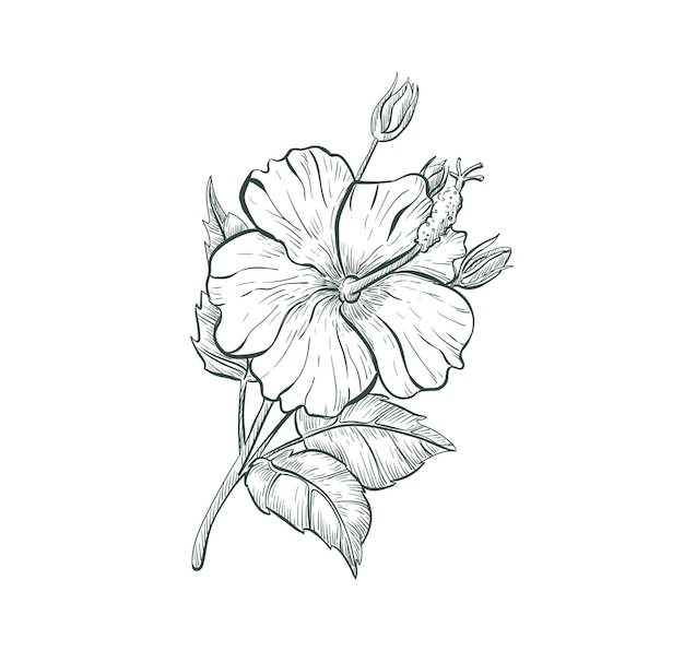 Premium Vector | Sketch hibiscus flower isolated retro sign tropical ...