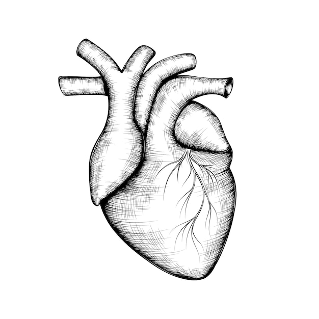 sketch of a human heart