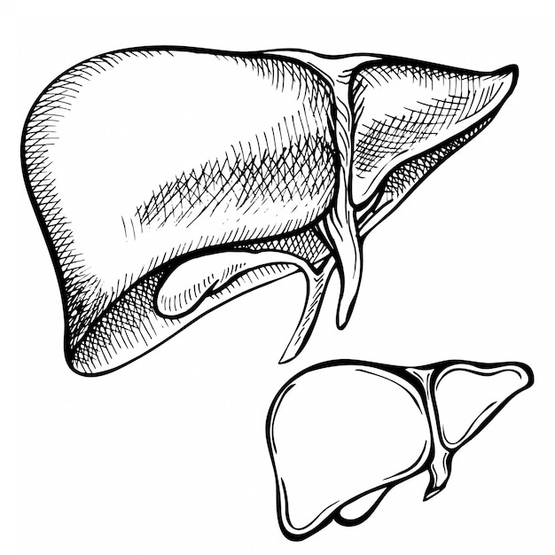 Premium Vector Sketch ink human liver, hand drawn, doodle style