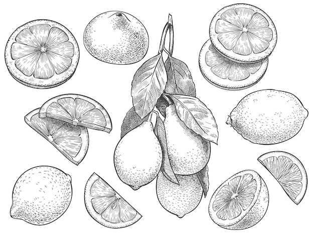 レモンをスケッチします 手描きスライスレモン 葉と柑橘系の果物と半分レモンのイラストセット プレミアムベクター