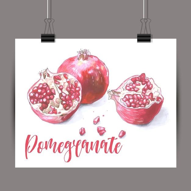 Sketch of pomegranate