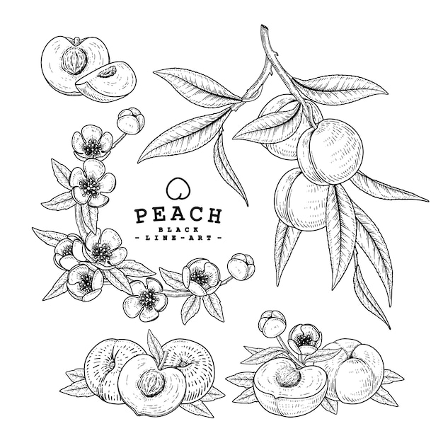 桃の装飾セットをスケッチします 手描きの植物イラスト 黒と白の白い背景で隔離のラインアート 果物の絵 レトロなスタイルの要素 プレミアムベクター