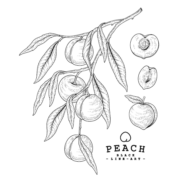 Premium Vector | Sketch peach decorative