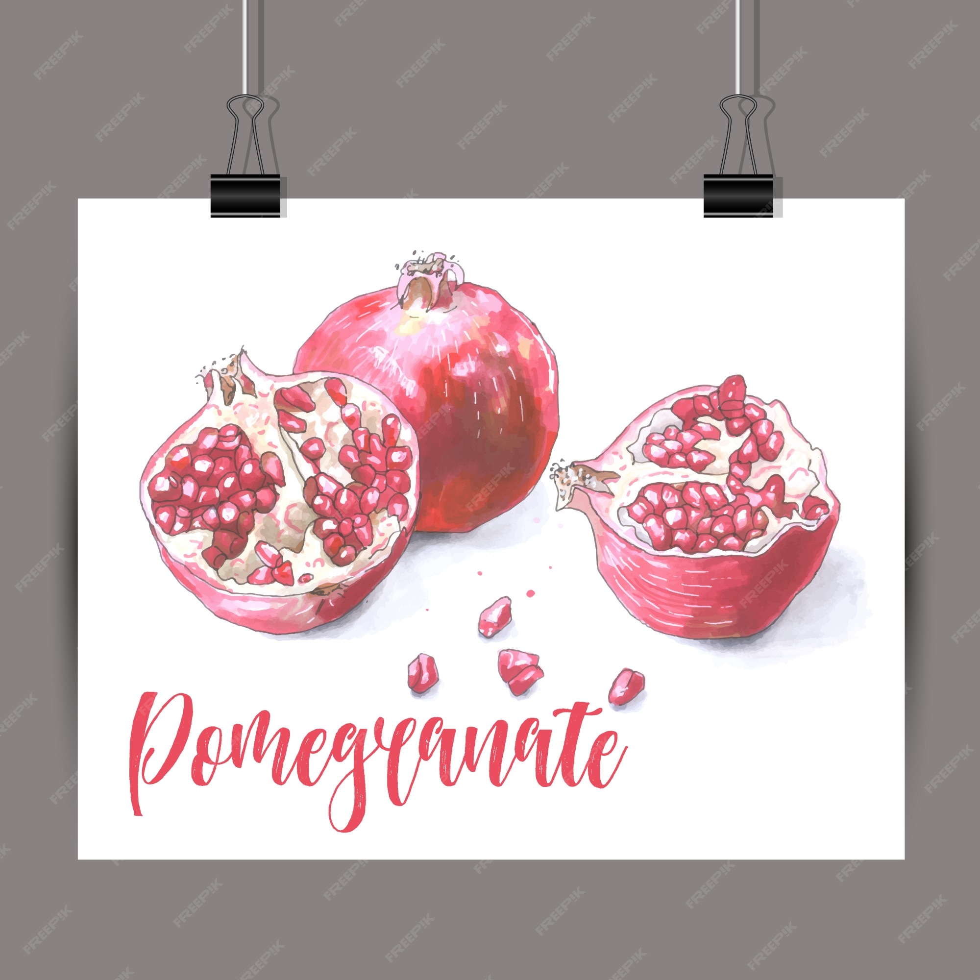 Free Vector | Sketch of pomegranate