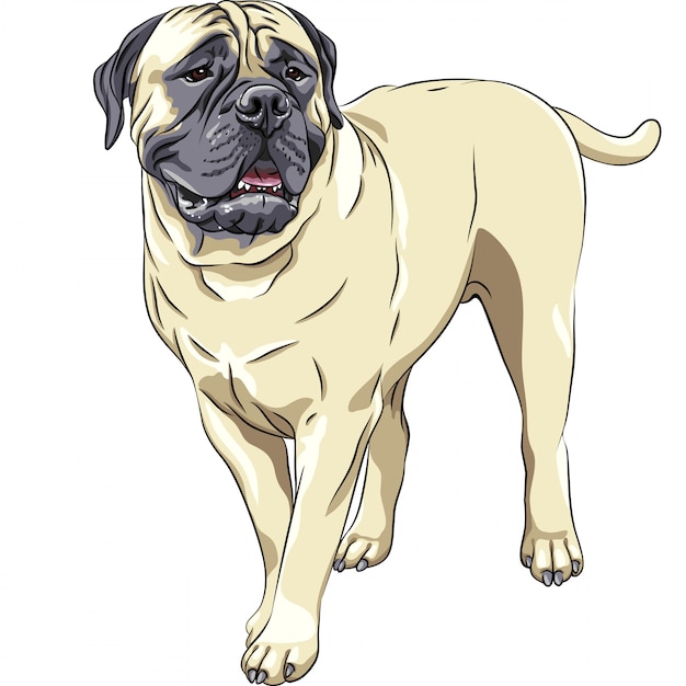 Premium Vector Sketch portrait of the domestic dog breed bullmastiff