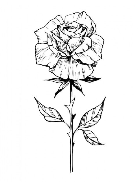 Premium Vector | Sketch of rose. hand drawn outline