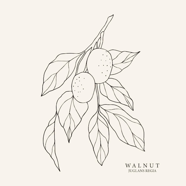 Premium Vector | Sketch walnut branch