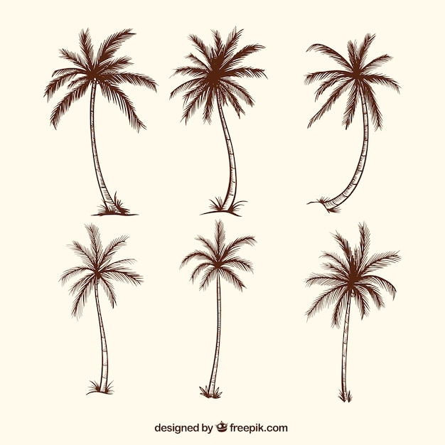 Premium Vector Sketches Of Palm Trees