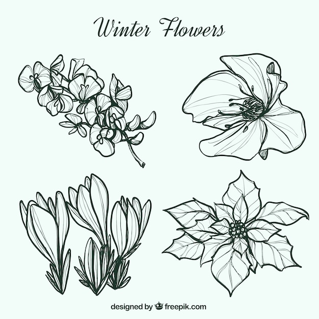 Free Vector Sketches of winter flowers