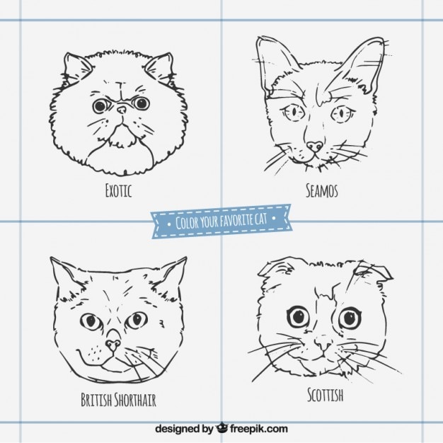 Sketchy cat breed faces