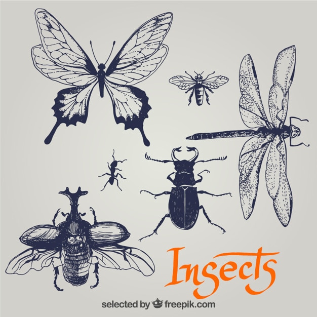 Sketchy insects