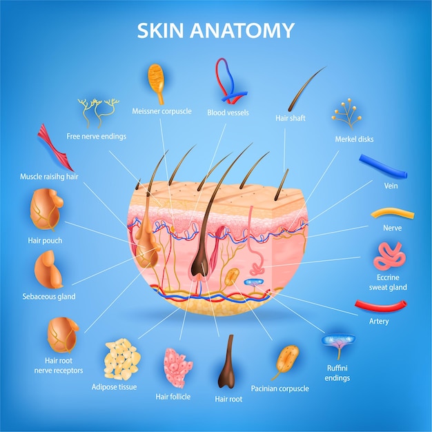 Free Vector Skin Anatomy Realistic Poster With Layers And Labeled Parts Illustration