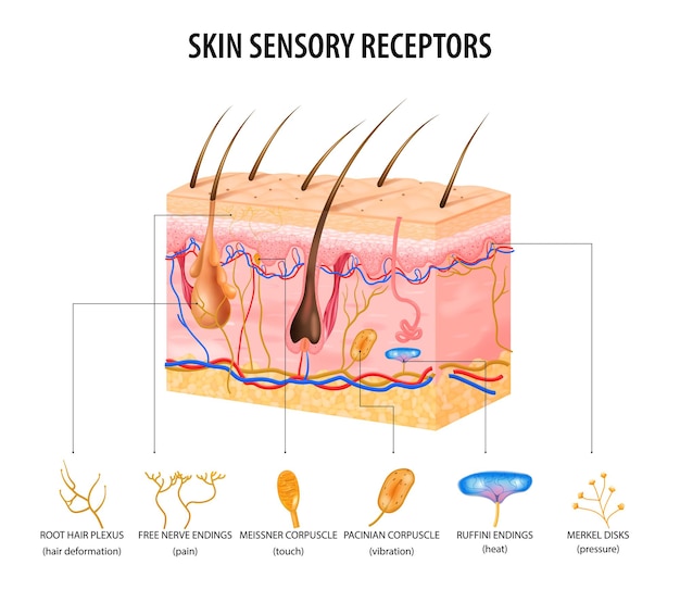 Fibroblast skin tightening