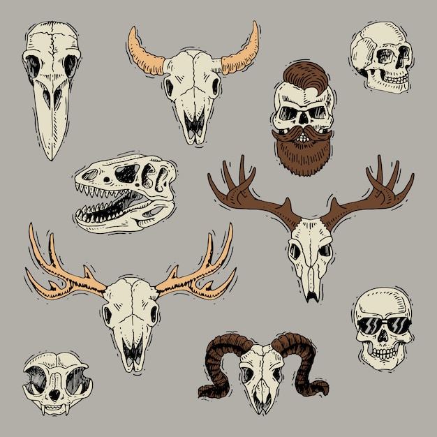 雄牛ヤギや羊の動物の頭蓋骨骨頭と理髪店スケルトンセットのひげと人間の頭蓋骨 プレミアムベクター