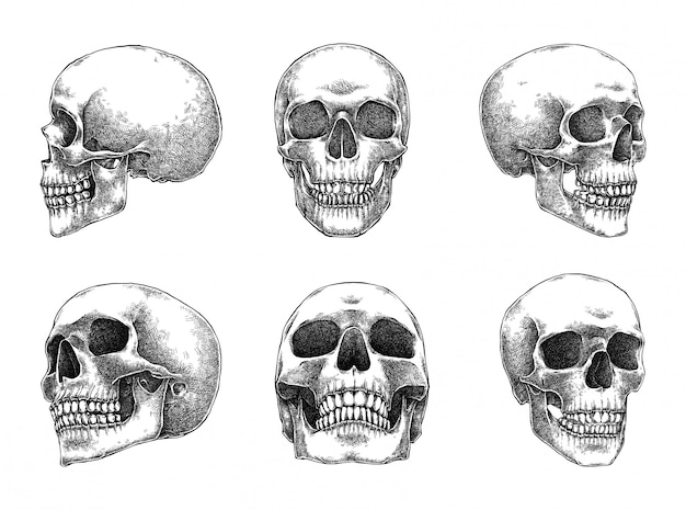 Premium Vector Skulls Illustration Set