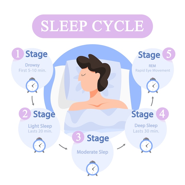 Premium Vector Sleep Cycle Infographics Stage Of Sleep During