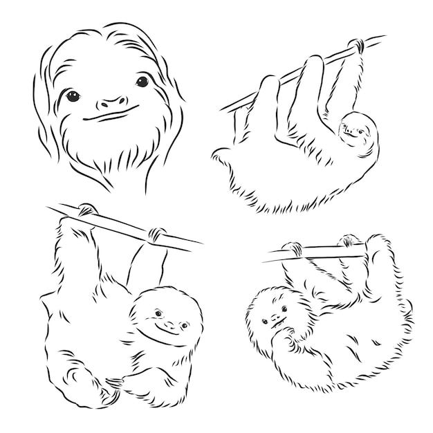 Premium Vector | Sloth outline illustration, sloth, vector sketch ...