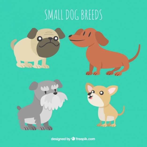 Small dog breed collection