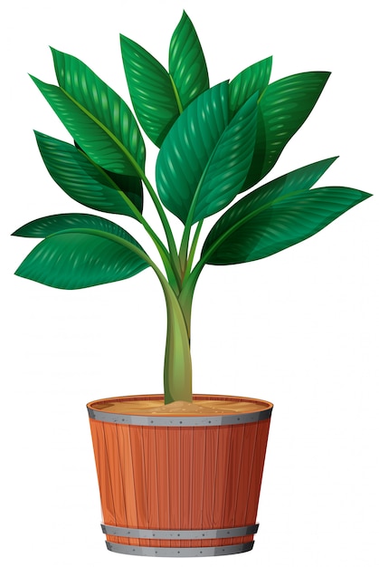 Free Vector Small Plant In The Pot