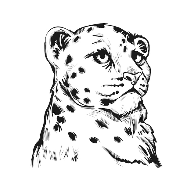 Premium Vector Snow Leopard Baby Portrait Of Exotic Animal Isolated Sketch Hand Drawn Illustration
