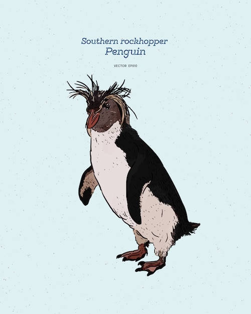 南イワトビペンギンは ペンギンのspheniscidae科の鳥 ヴィンテージの線画です プレミアムベクター