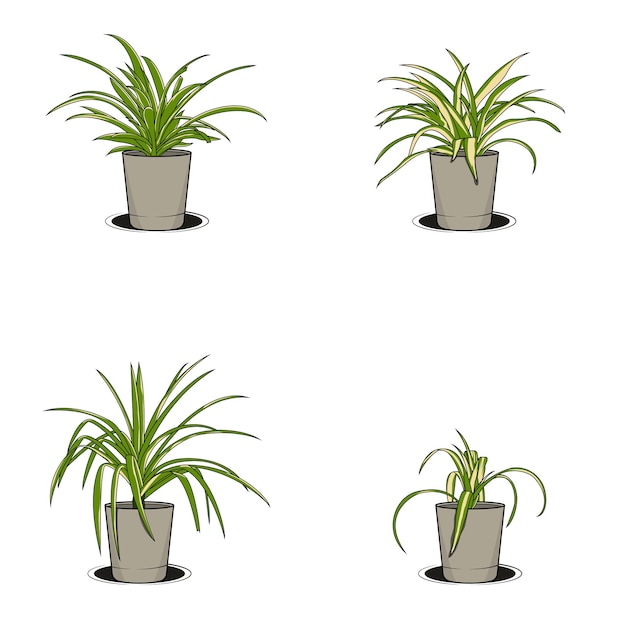 Premium Vector Spider plant vector illustration modern design with