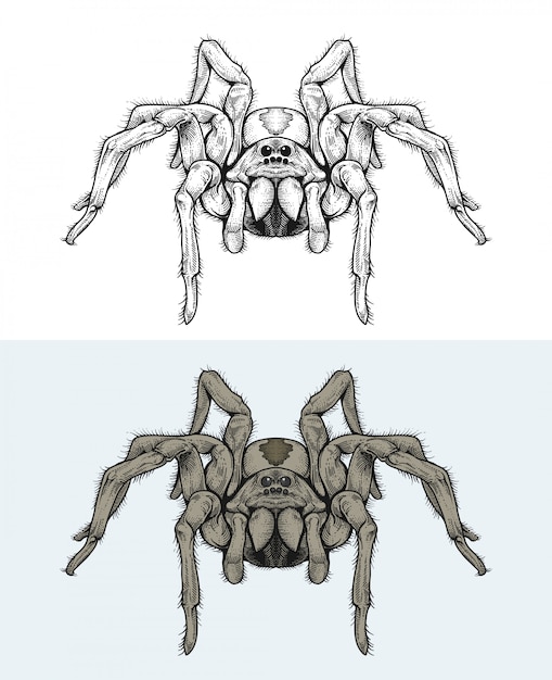 Premium Vector Spiders walking in hand drawing