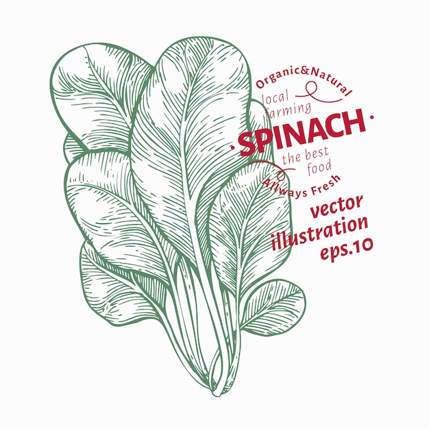 ほうれん草の葉の図 手描き野菜のイラスト プレミアムベクター