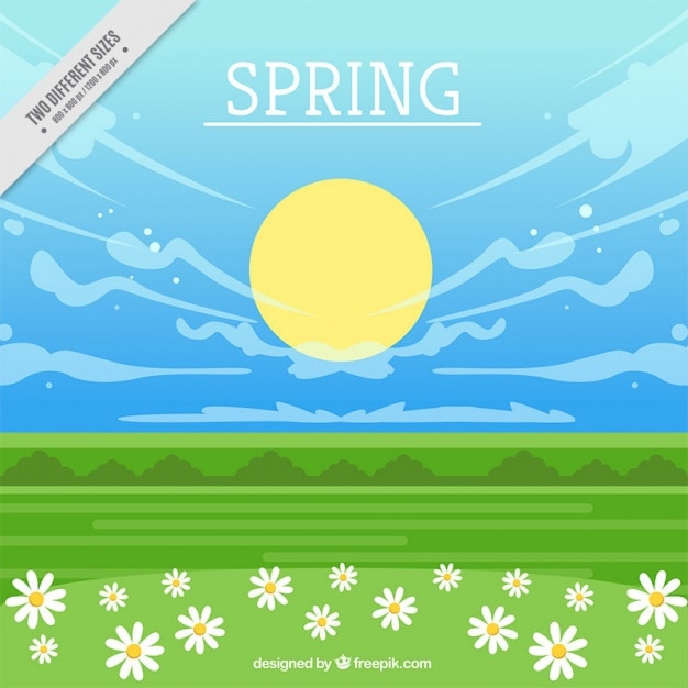 Spring landscape background with daisies