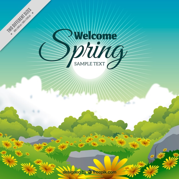 Spring landscape background with daisies