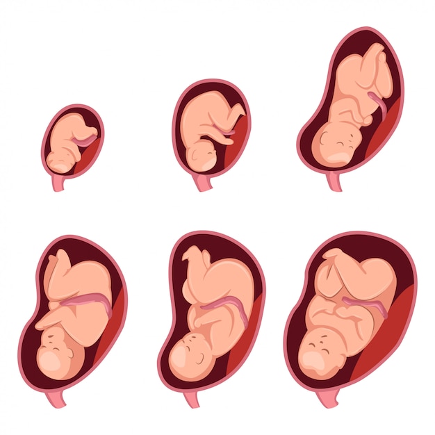 Stages Of Embryo Development In Pregnant Woman Vector Premium Download 8557