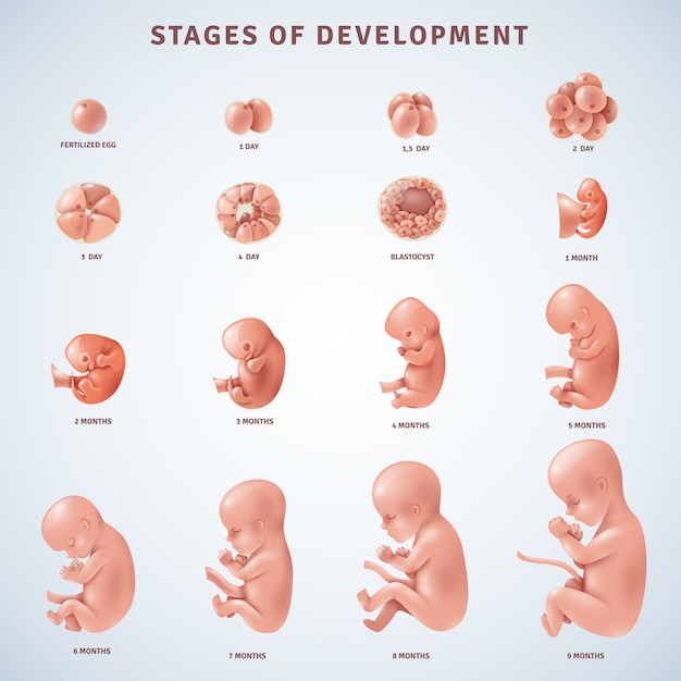 Free Vector Stages Human Embryonic Development