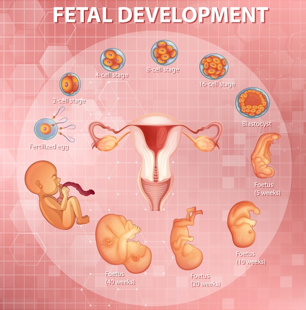 Stages Of Human Embryo Development 7635