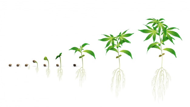 種子から発芽までの大麻種子発芽の段階 大麻の成長期 マリファナの段階セット 印刷用の白い背景に分離された現実的なイラスト プレミアムベクター
