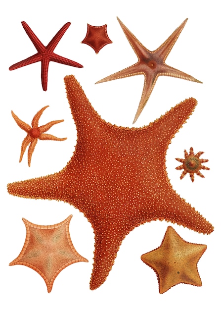 Download Starfish varieties Vector | Free Download