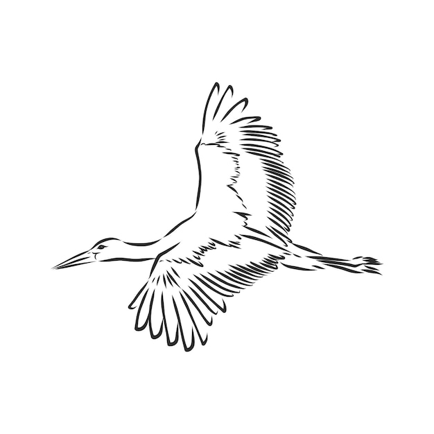 Premium Vector | Stork sketch vector illustration hand sketching a ...