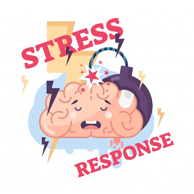 Brain And Stress Response