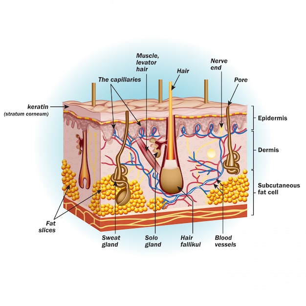 Structure of human skin cells Premium Vector