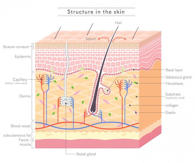 Skinの構造 英語表記 プレミアムベクター