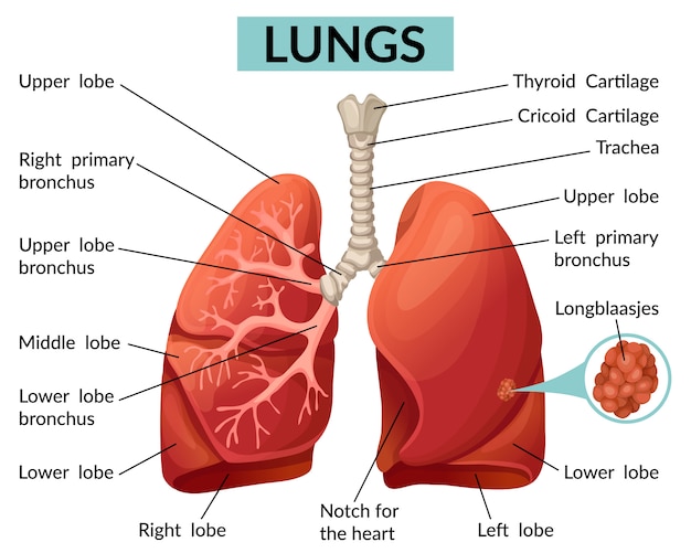 Premium Vector | Structure of the lungs template