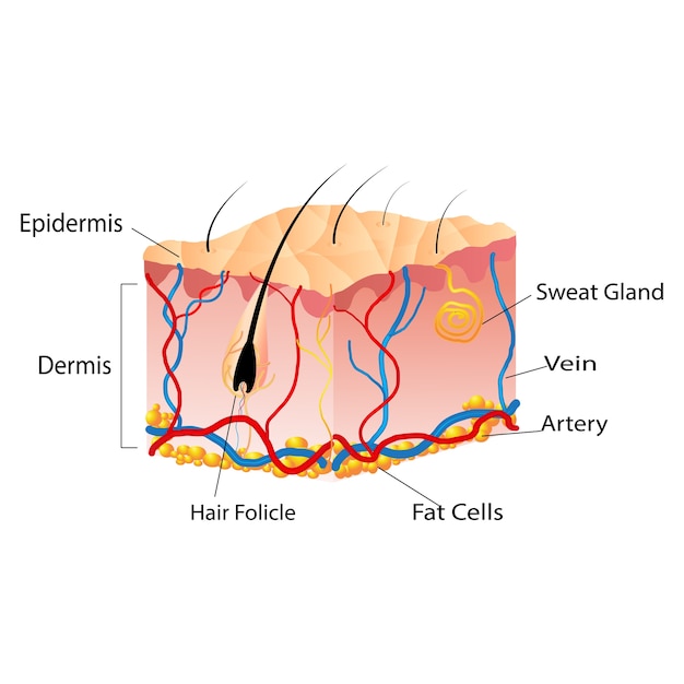 Premium Vector | The structure of the skin cells under the skin show