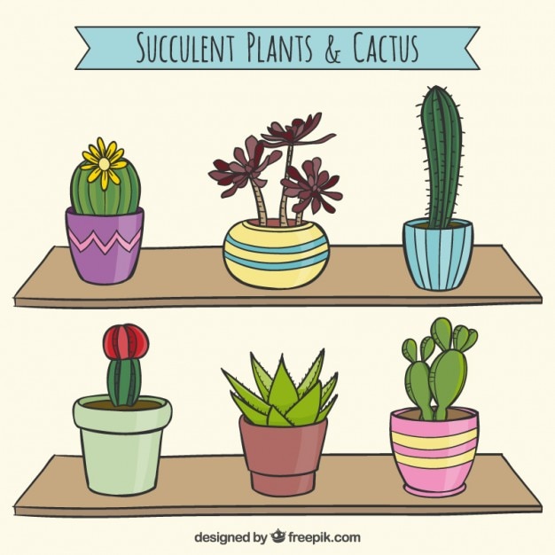 Succulent cactus collection | Free Vector