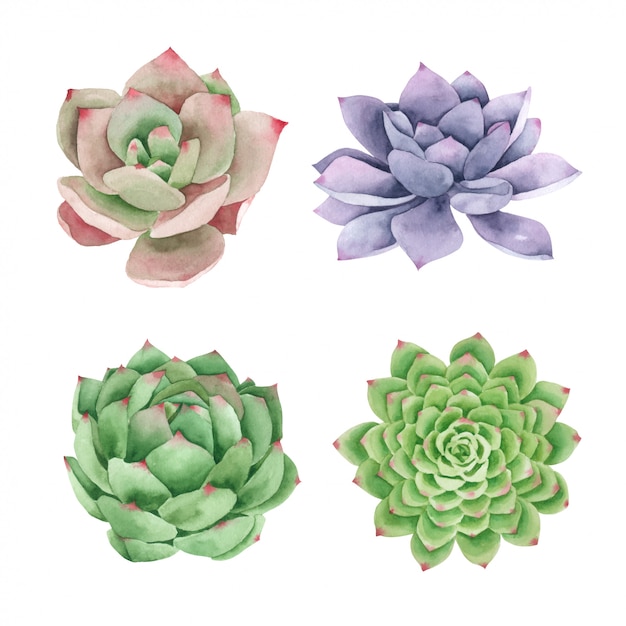 Download Succulents cactus hand pained in watercolor collection Vector | Premium Download