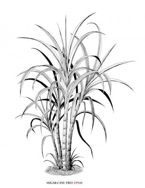 Premium Vector Sugar cane tree botanical illustration