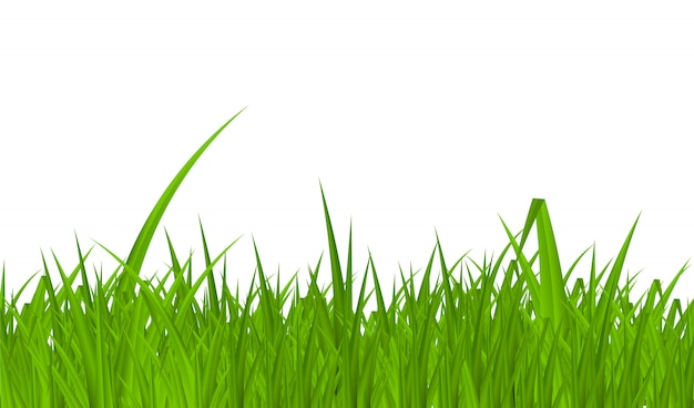 Premium Vector | Summer background with grass illustration.