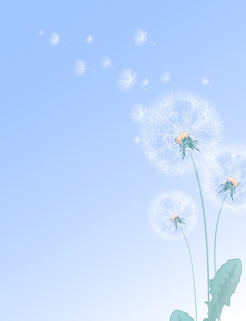 夏の花のイラスト白いタンポポと空飛ぶ綿毛 プレミアムベクター