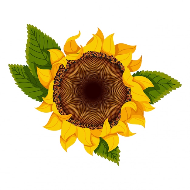 Free Free Sunflower Leaves Svg 930 SVG PNG EPS DXF File