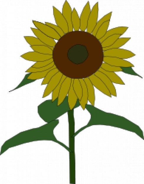 download sun flower drawing